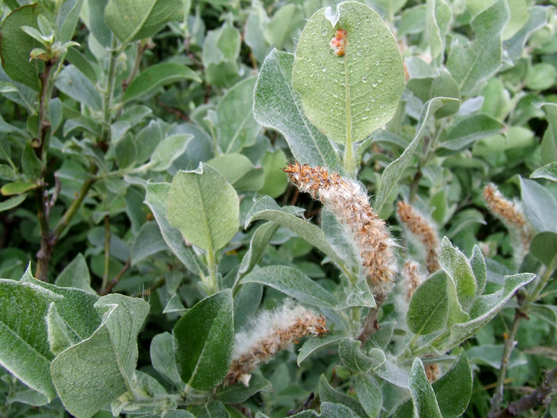 Image of Salix lanata specimen.