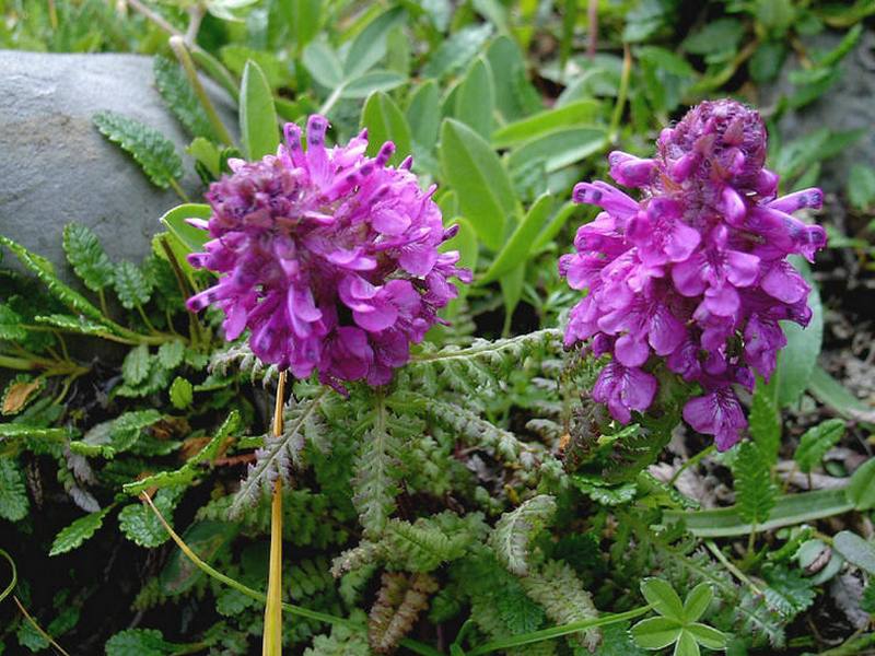 Image of Pedicularis verticillata specimen.