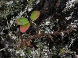 Cotoneaster &times; antoninae