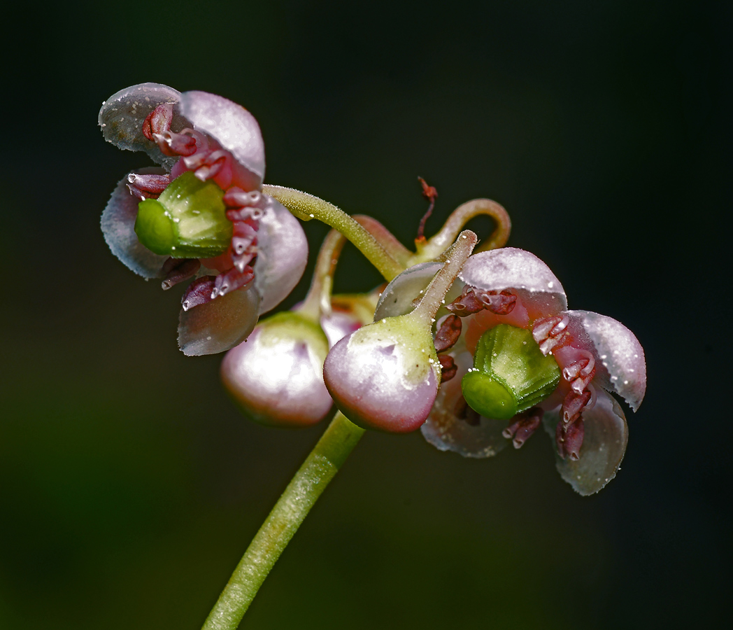 Изображение особи Chimaphila umbellata.