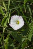 Смотреть изображение Convolvulus arvensis