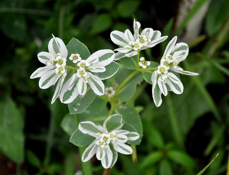 Image of Euphorbia marginata specimen.