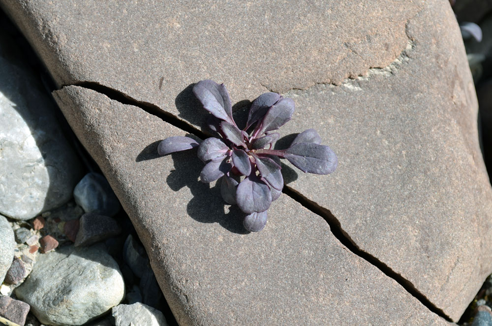 Image of Leiospora bellidifolia specimen.