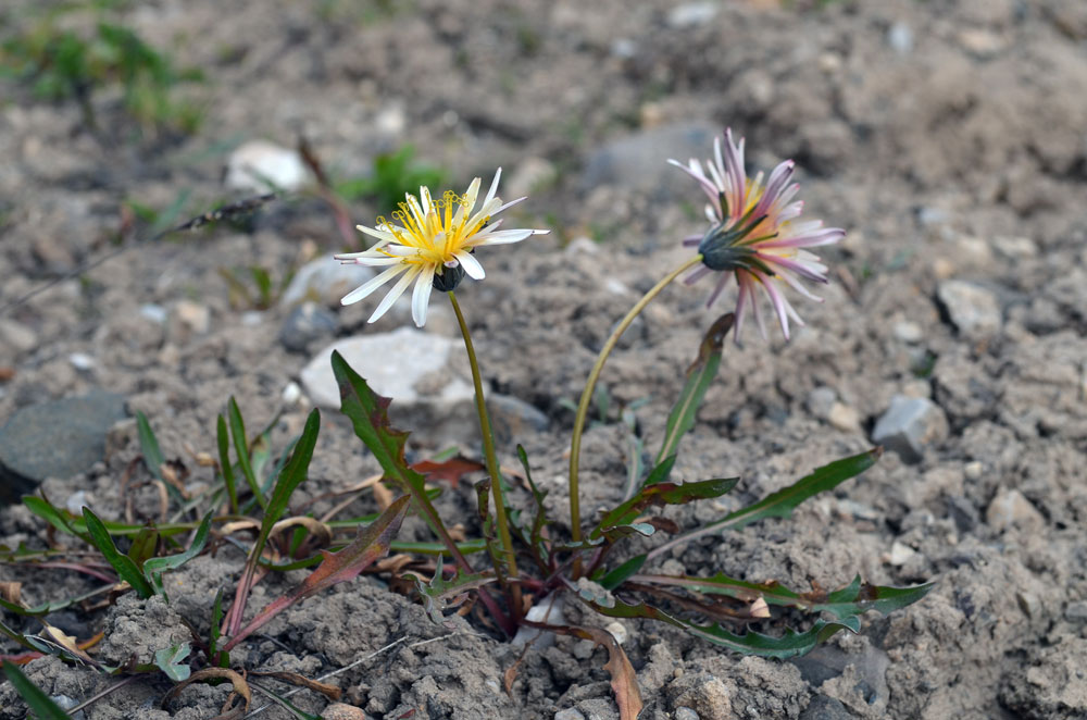 Image of Taraxacum pseudoroseum specimen.