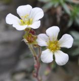 Saxifraga scardica