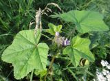 Malva verticillata variety neuroloma. Верхушка цветущего растения. Иркутская обл., Иркутский р-н, дер. Позднякова, огород, сорное. 09.08.2014.