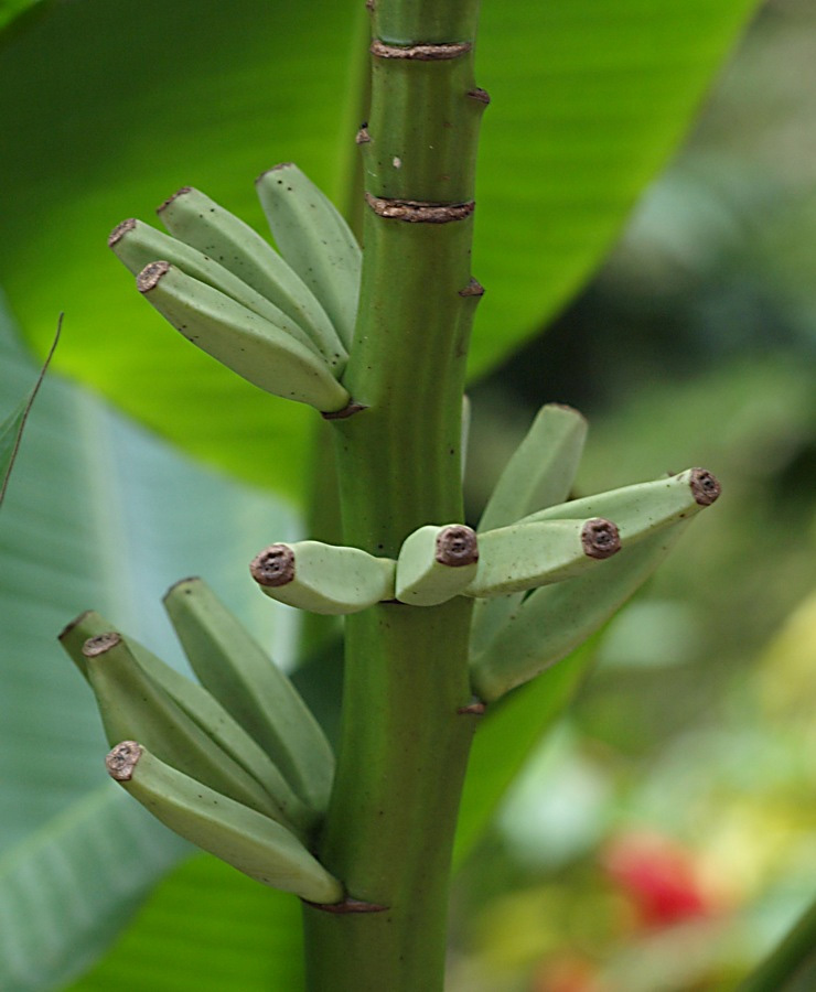 Image of genus Musa specimen.