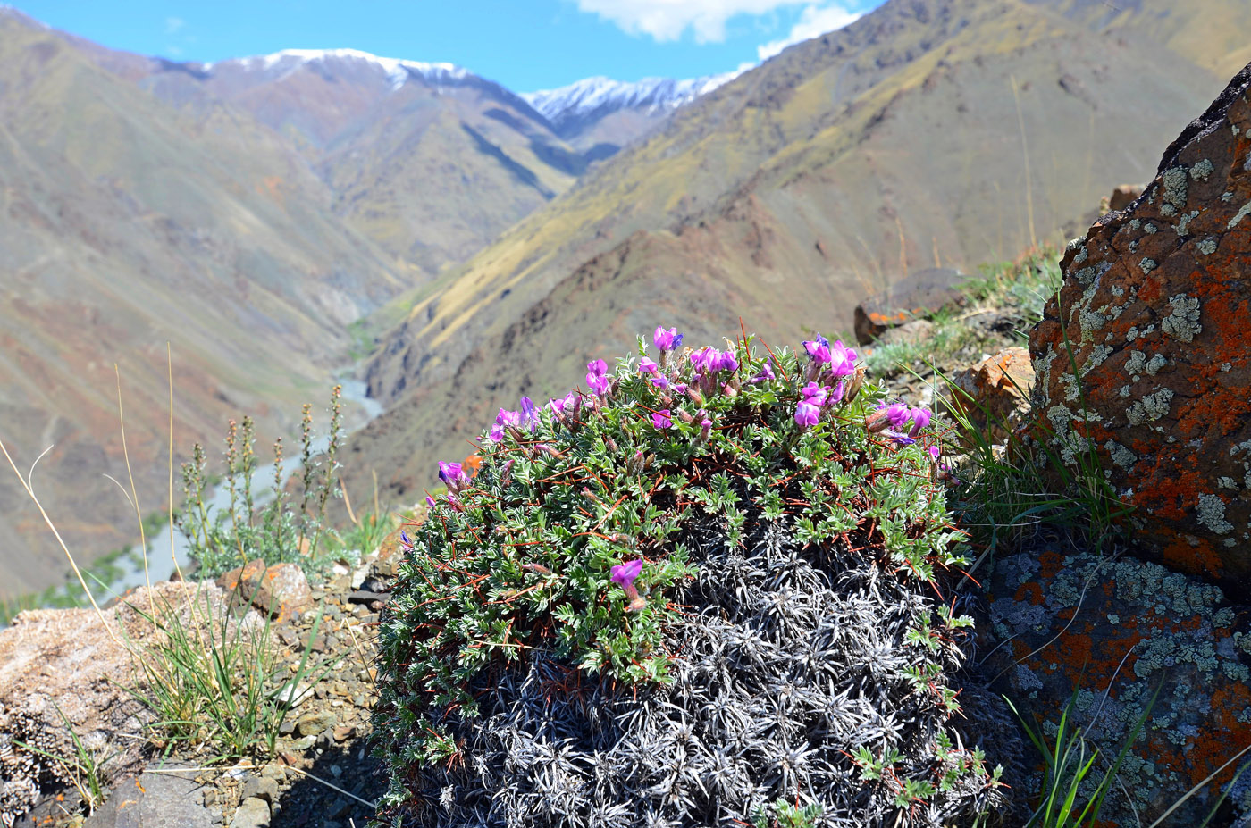 Image of Oxytropis tragacanthoides specimen.