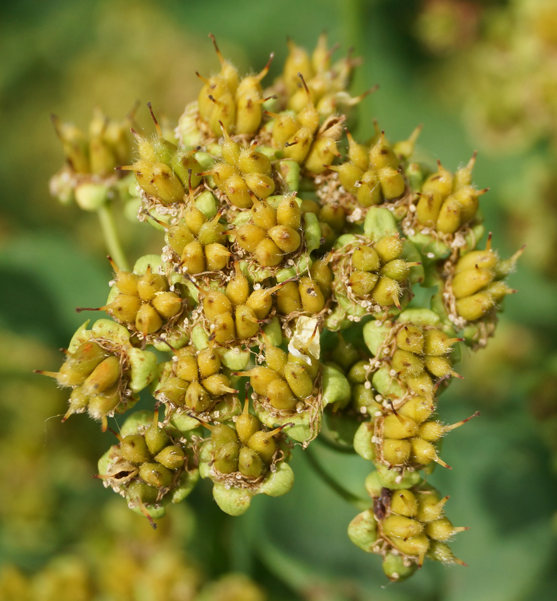 Image of Spiraea media specimen.