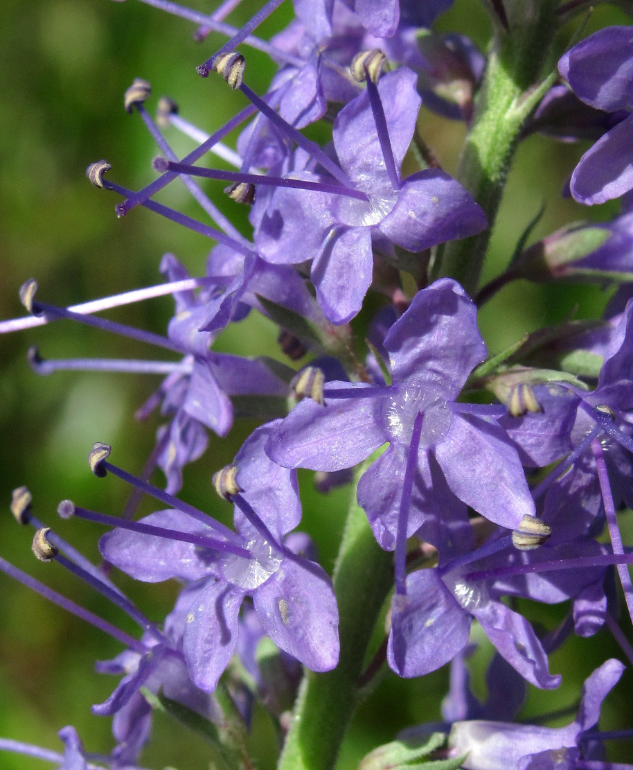 Image of Veronica longifolia specimen.