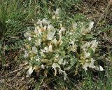 Astragalus megalanthus