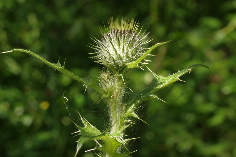 Image of Cirsium vulgare specimen.