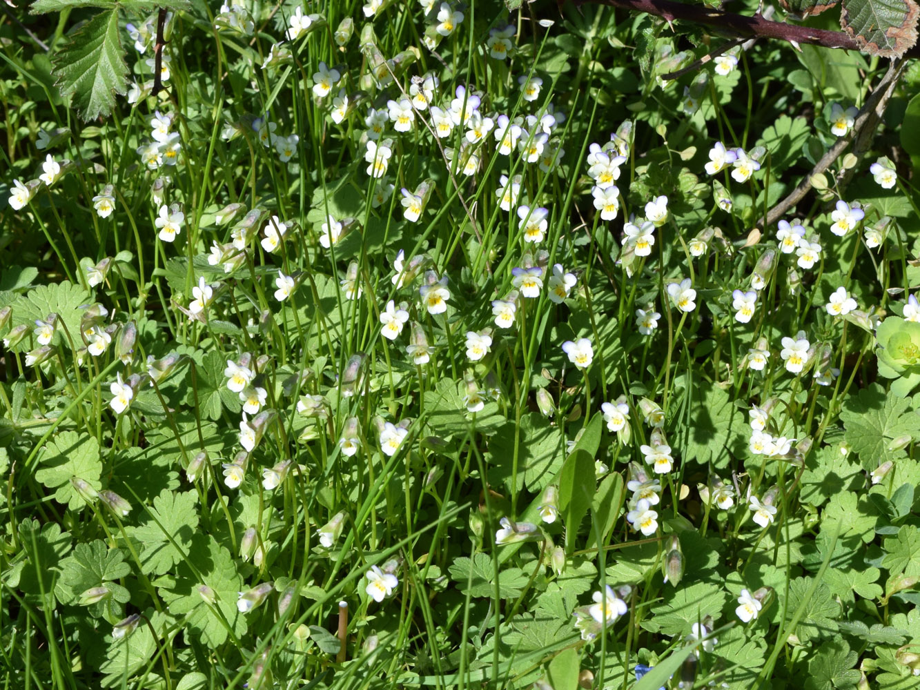 Image of Viola occulta specimen.