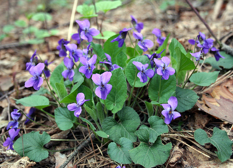 Image of genus Viola specimen.