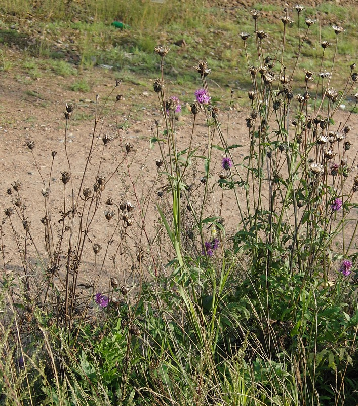 Image of Centaurea scabiosa specimen.