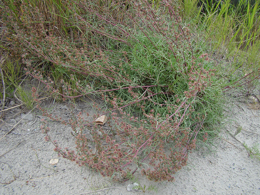 Image of Artemisia borealis specimen.