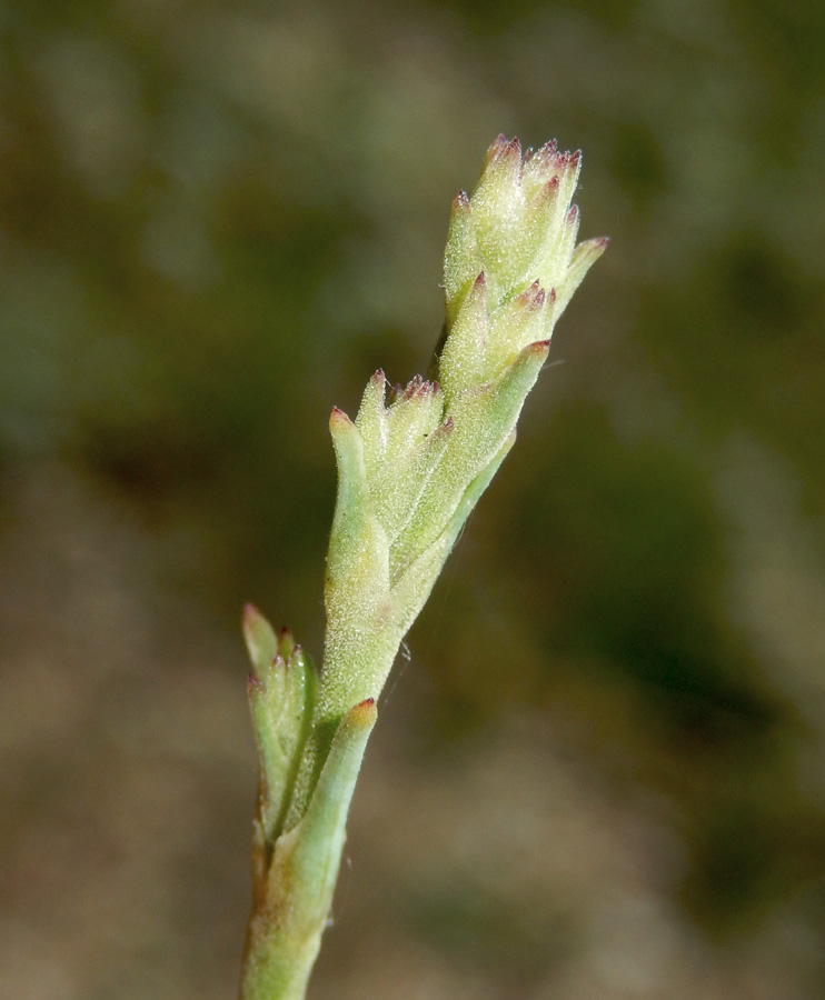 Image of Gypsophila pallasii specimen.