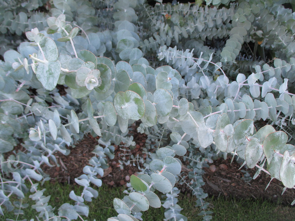 Изображение особи Eucalyptus pulverulenta.