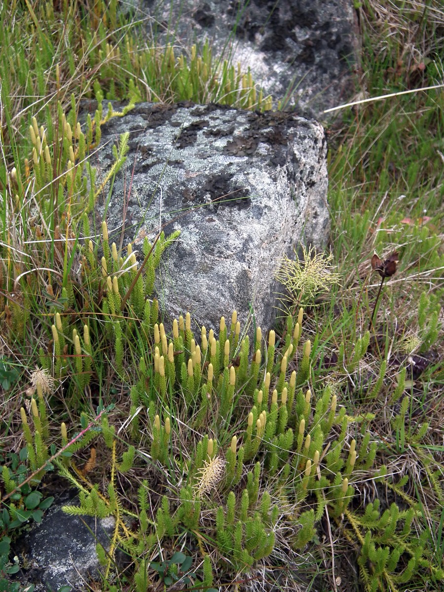 Image of Lycopodium lagopus specimen.