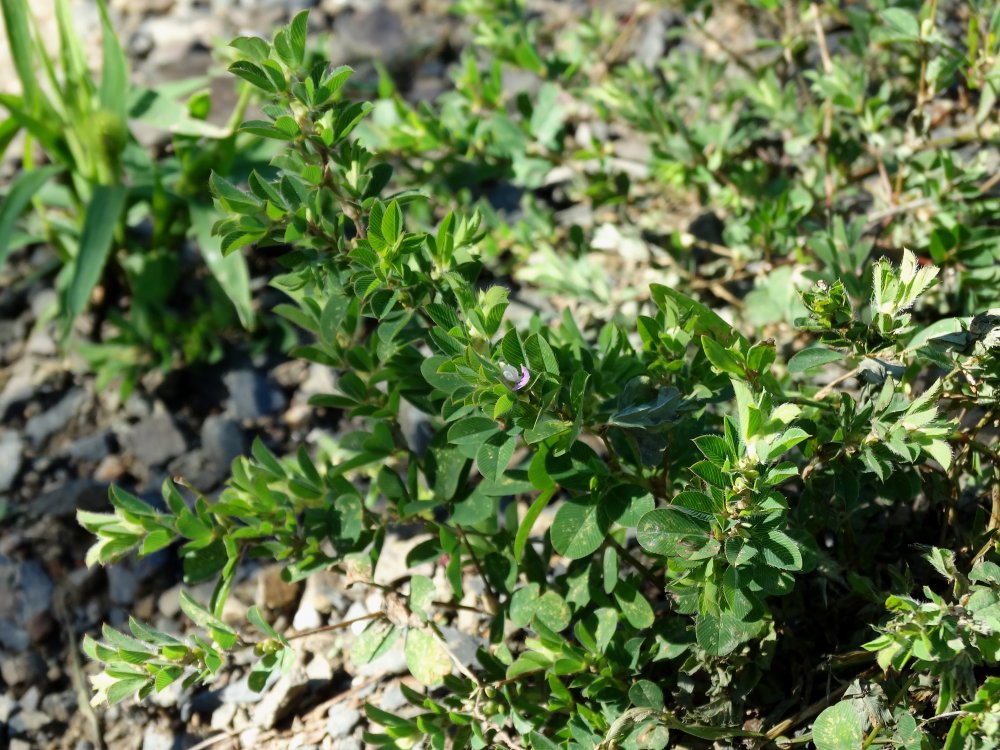 Image of Kummerowia stipulacea specimen.