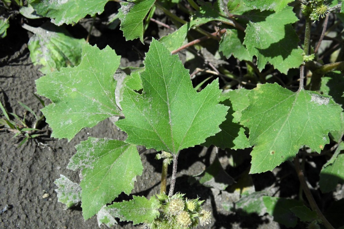 Image of Xanthium orientale specimen.