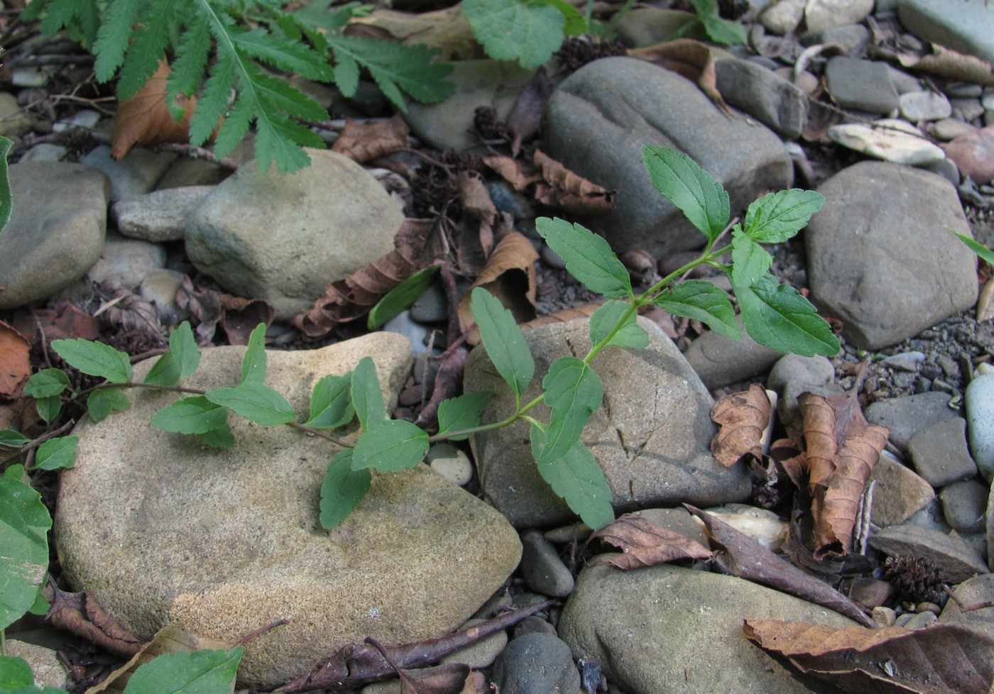 Image of Veronica umbrosa specimen.