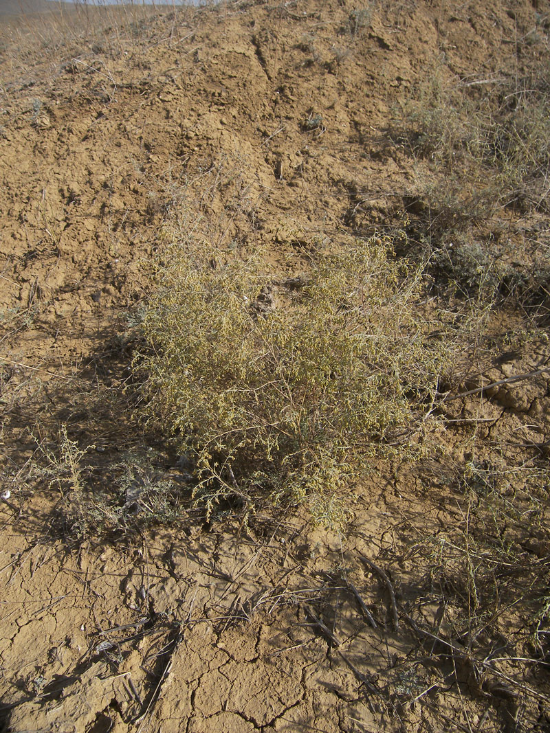 Image of Artemisia santonicum specimen.