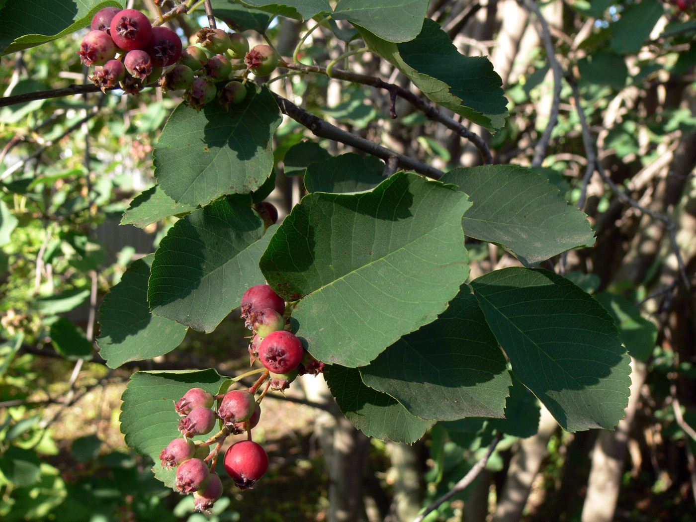 Image of Amelanchier alnifolia specimen.