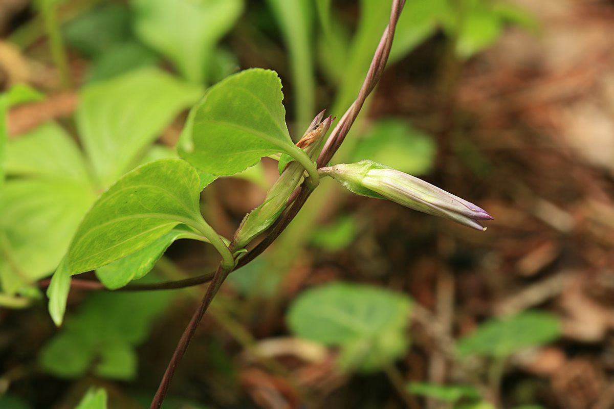 Image of Crawfurdia japonica specimen.