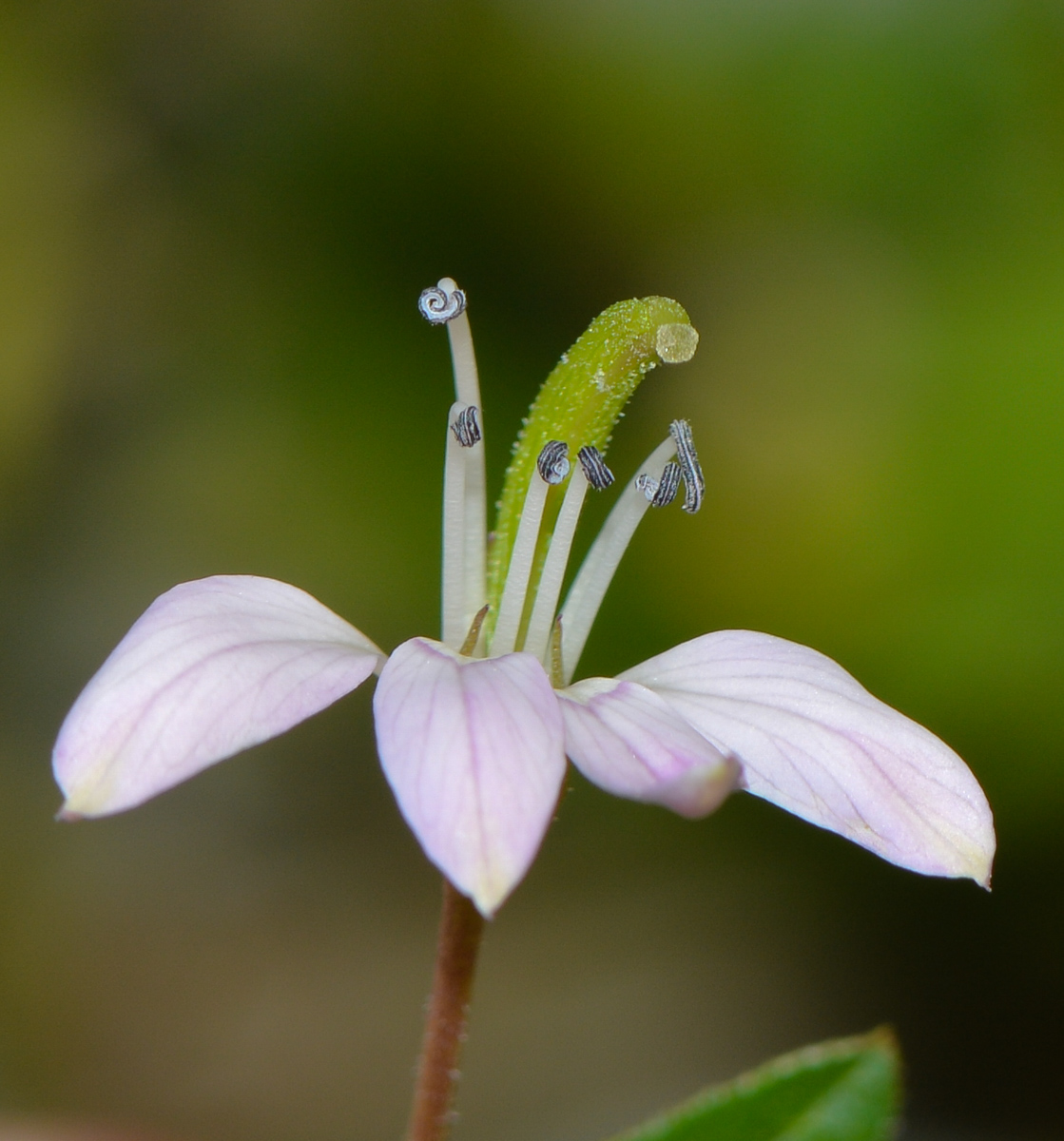 Image of Cleome rutidosperma specimen.