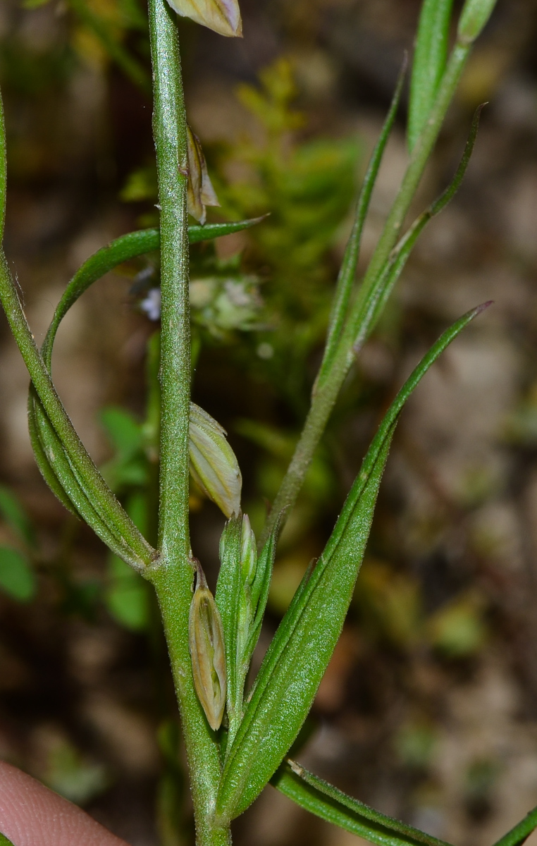 Image of Polygala monspeliaca specimen.