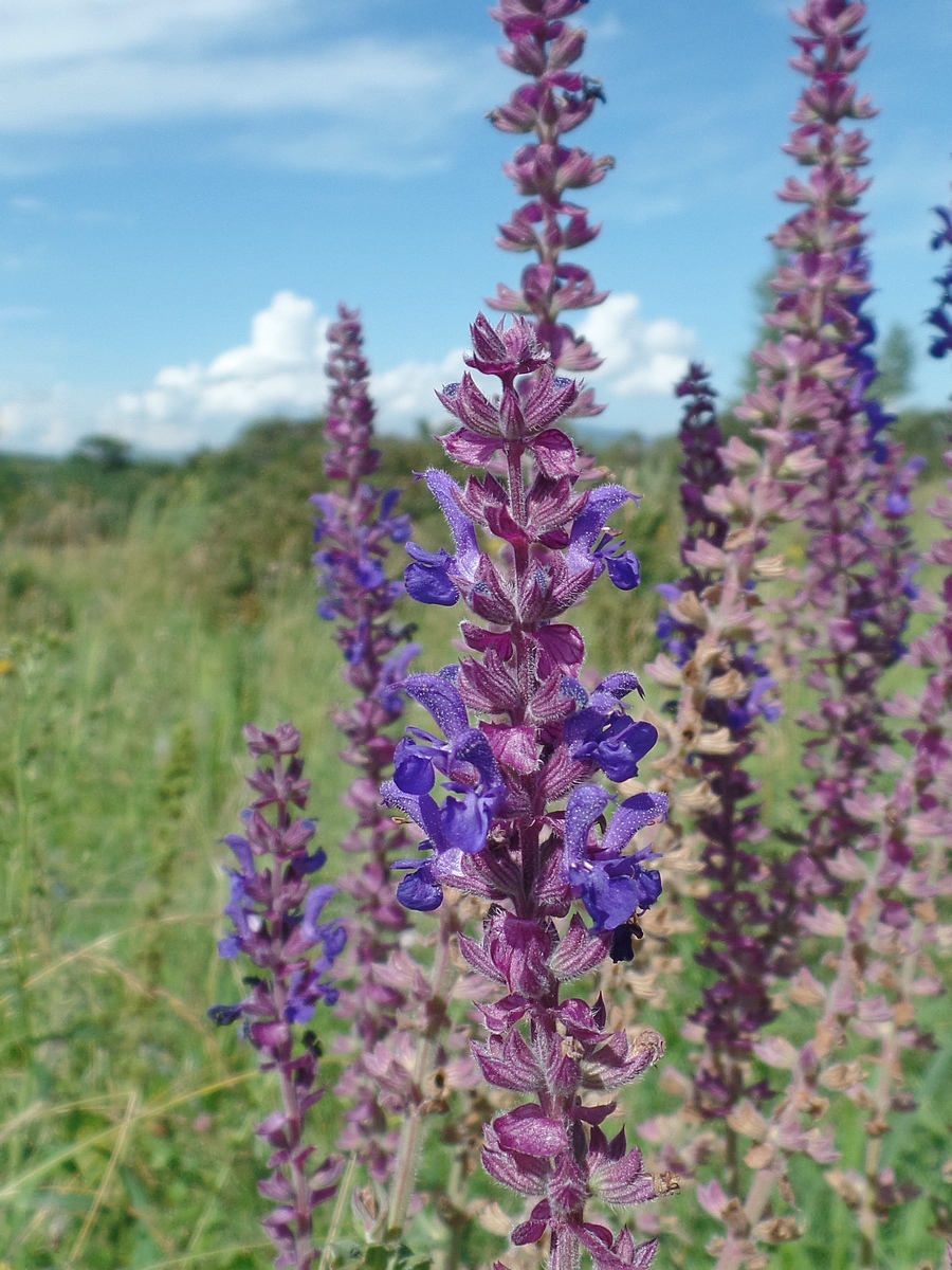 Image of Salvia deserta specimen.