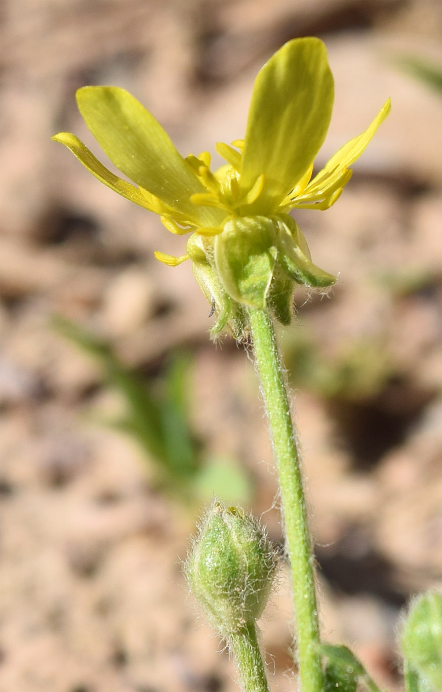 Image of Ranunculus oxyspermus specimen.