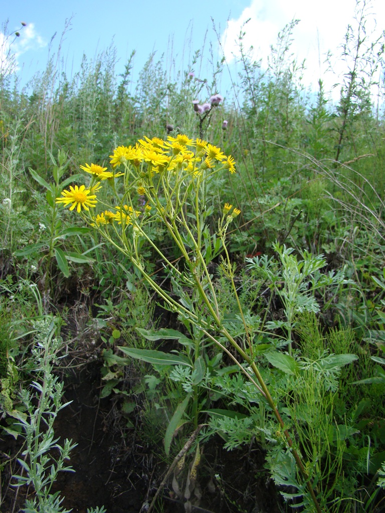 Image of Senecio jacobaea specimen.