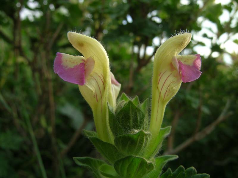 Image of Scutellaria adsurgens specimen.