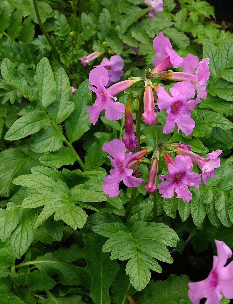 Image of Incarvillea delavayi specimen.