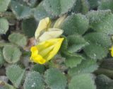 genus Medicago