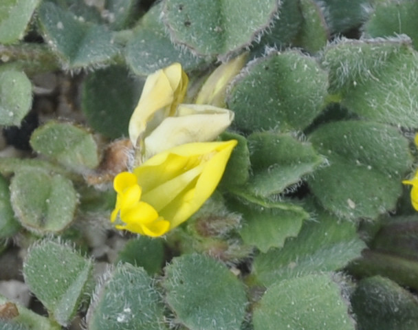 Image of genus Medicago specimen.