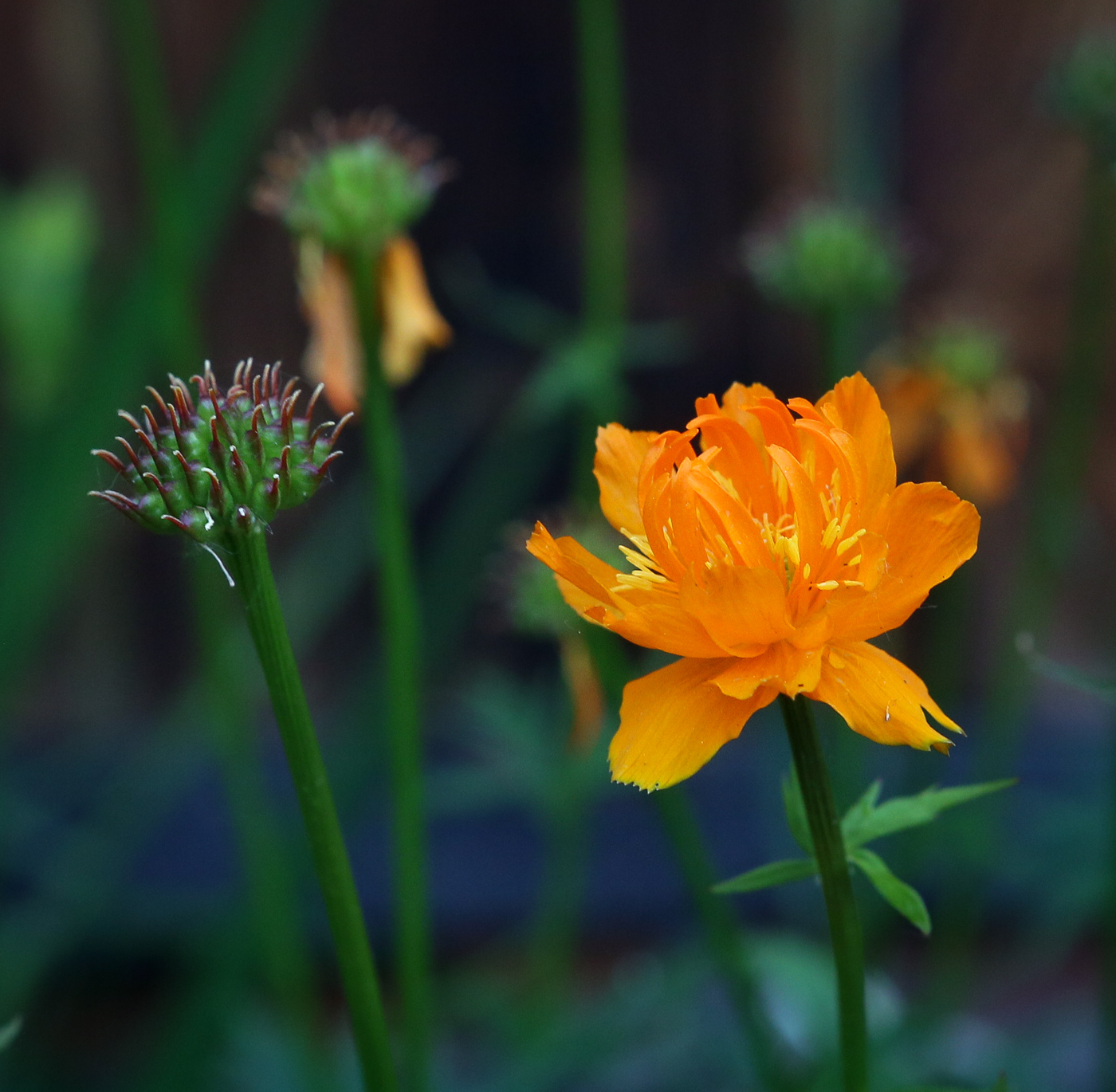 Image of Trollius macropetalus specimen.