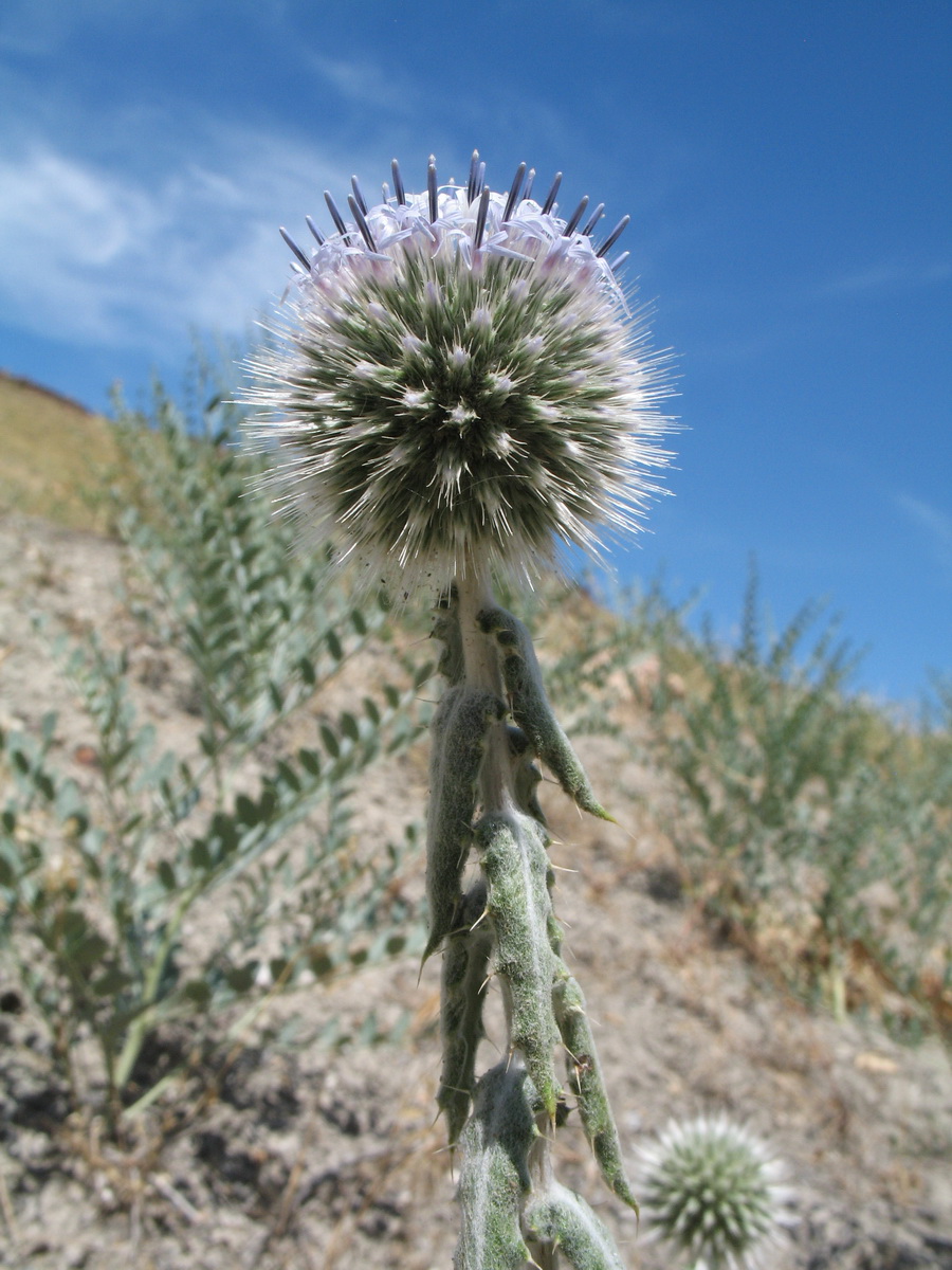 Image of Echinops nanus specimen.