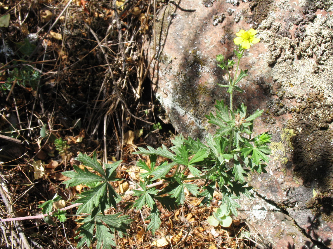 Image of Potentilla impolita specimen.