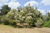 Melaleuca halmaturorum. Цветущее растение. Израиль, Шарон, пос. Кфар Монаш, ботанический сад \"Хават Ганой\". 01.06.2017.