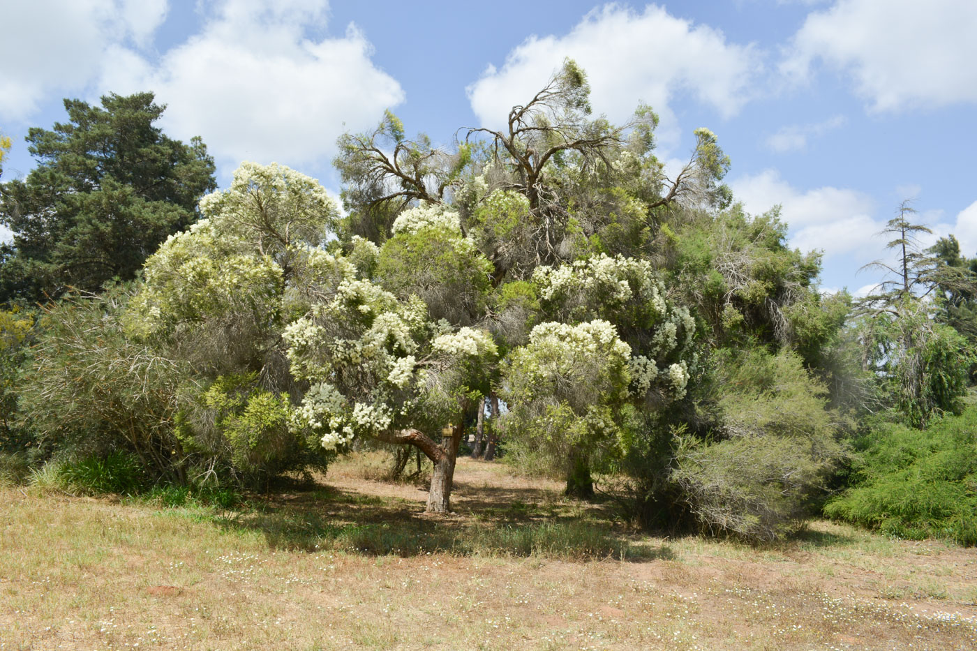 Image of Melaleuca halmaturorum specimen.