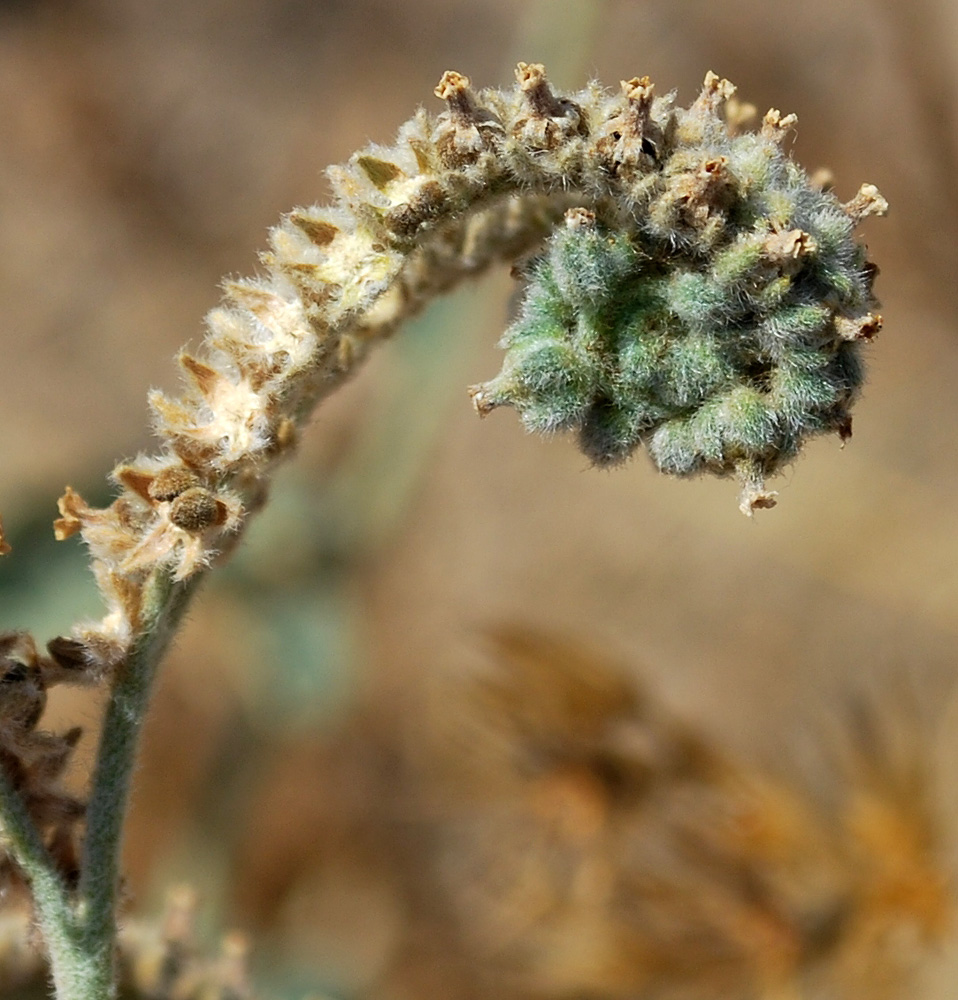 Image of Heliotropium ellipticum specimen.