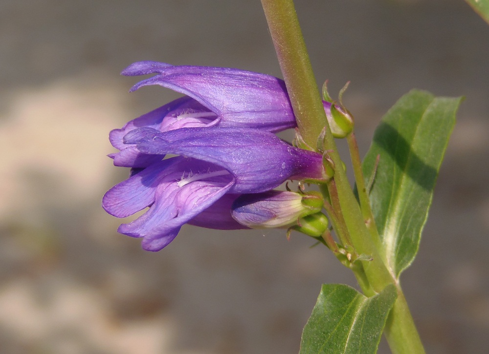 Image of familia Scrophulariaceae specimen.