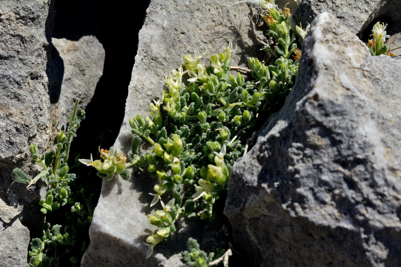 Изображение особи Teucrium alpestre.