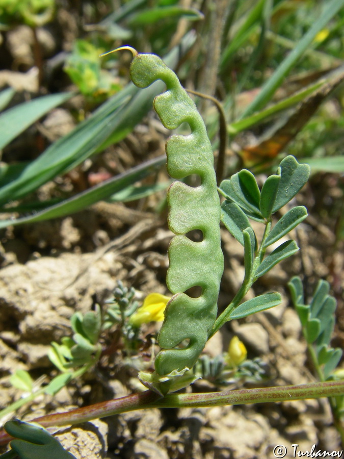 Image of Hippocrepis biflora specimen.