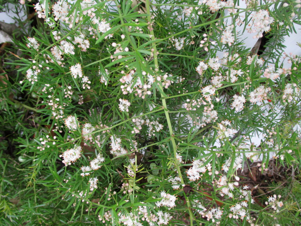 Image of Asparagus densiflorus specimen.