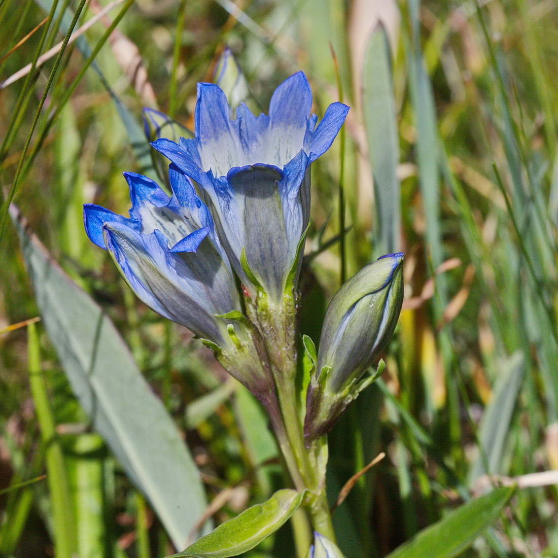 Image of Gentiana kaufmanniana specimen.