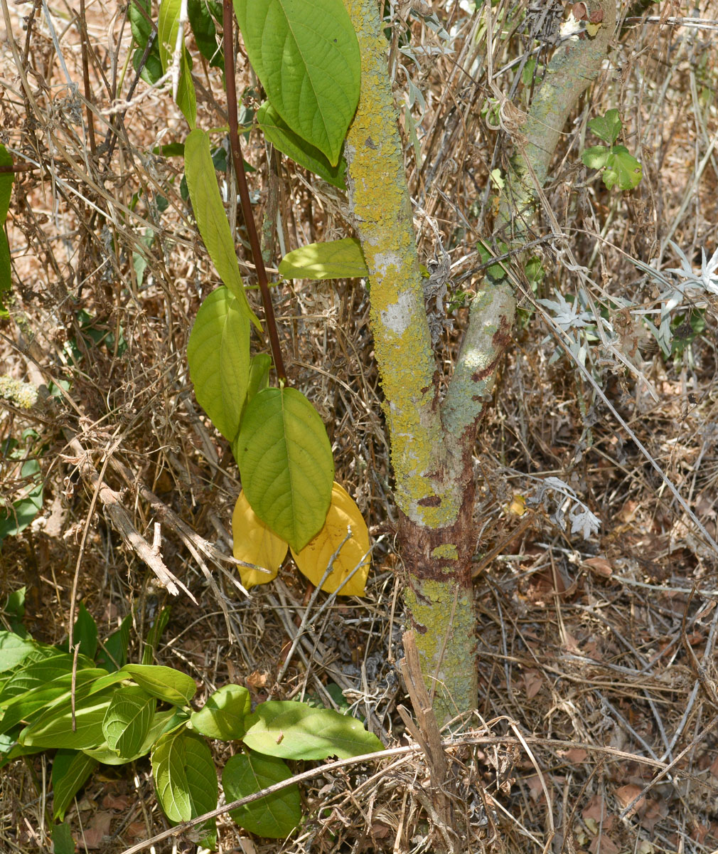 Image of Pavonia praemorsa specimen.